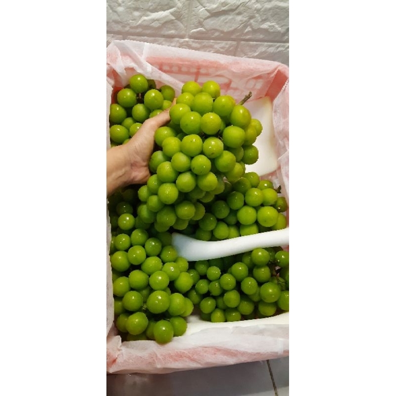 

Buah Anggur Muscat Dapat 2 Pack Anggur Shine Muscat Segar Anggur Hijau Muscrat ĺ
