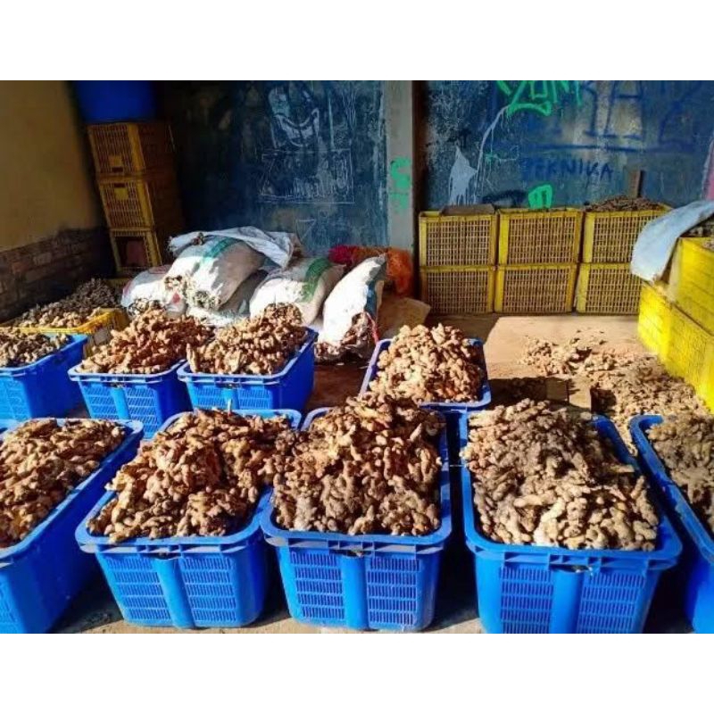 

JAHE SEGAR 1KG | JAHE GAJAH MURAH 1KG Sisa ekspor