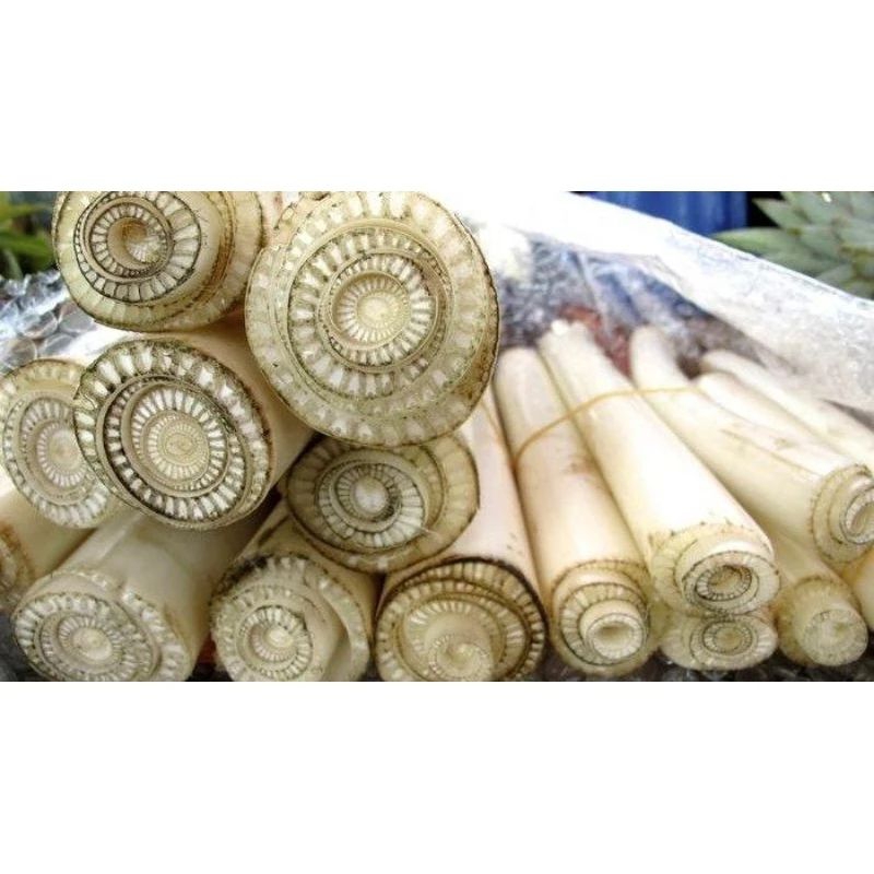 

gedebog pisang pohon pisang per 1kg