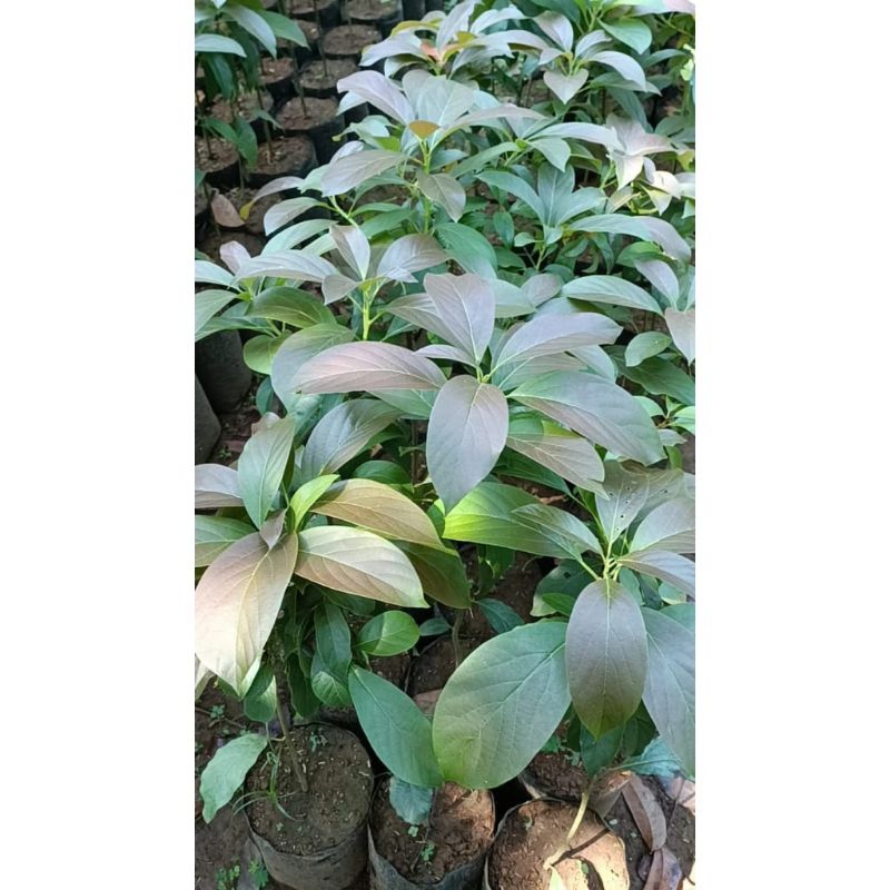 Bibit Buah Alpukat Red Vietnam 1 Meter