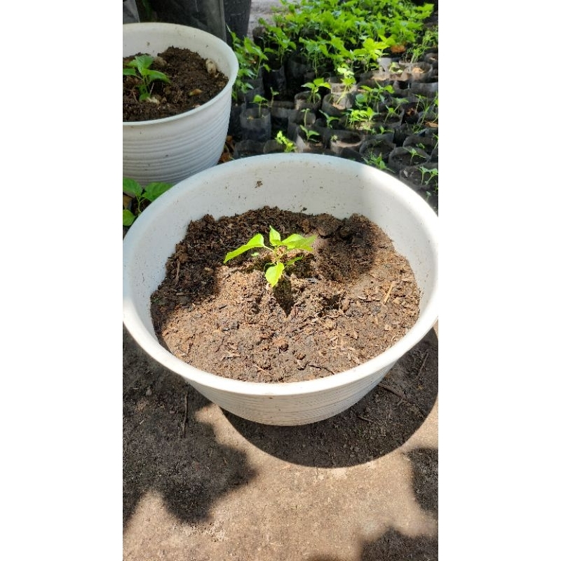 bibit cabe lokal rawit dan setan