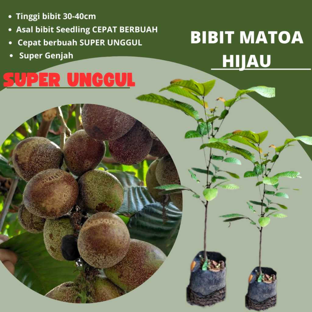 BIBIT BUAH MATOA HIJAU SUPER UNGGUL