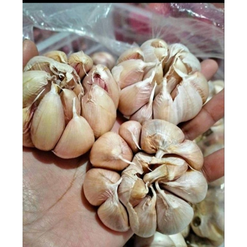 

bawang putih sinco