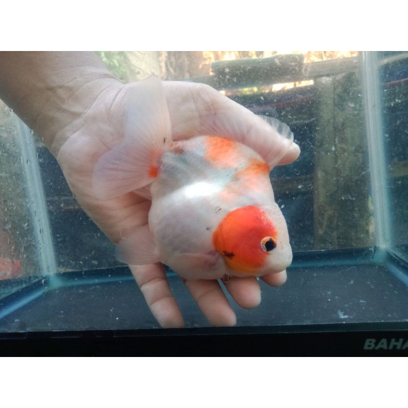

ikan maskoki Oranda Sort tail sakura