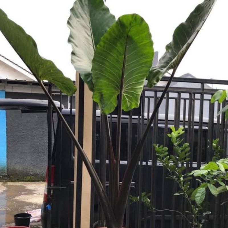 (New) Tanaman Hias Keladi Sente Hitam/Talas hitam/Lompong/Talas wulung Hitam