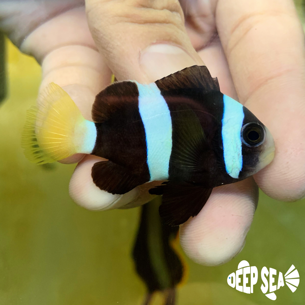 Ikan Hias Air Laut Giro Pasir