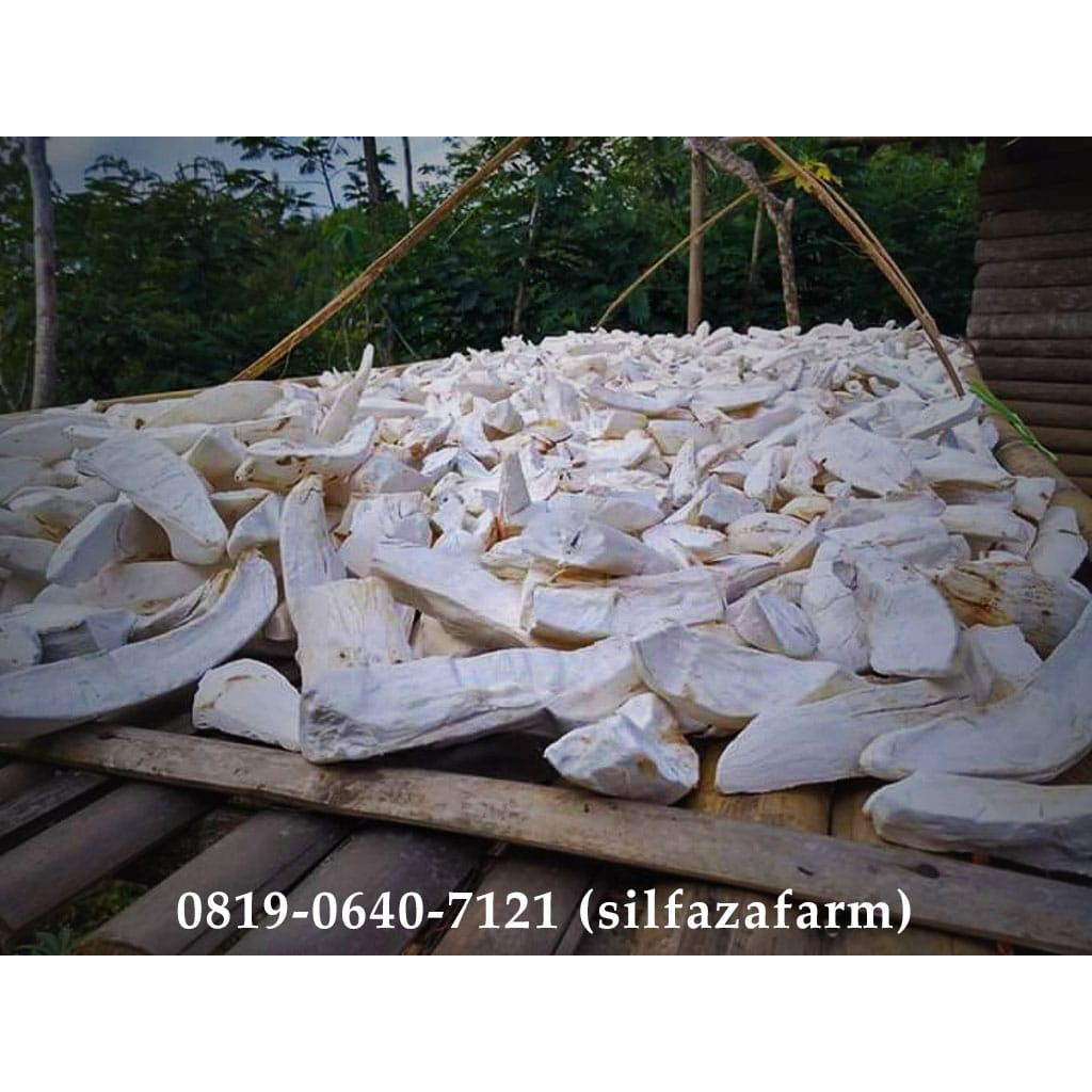 

Gaplek Singkong Ubi Kayu Cassava Asli Bogor Kering Kupas Kulit 1 Kg