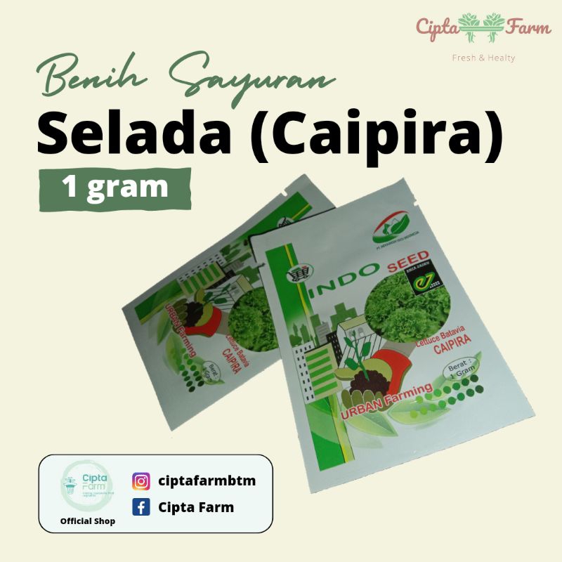 Benih Selada (Caipira)