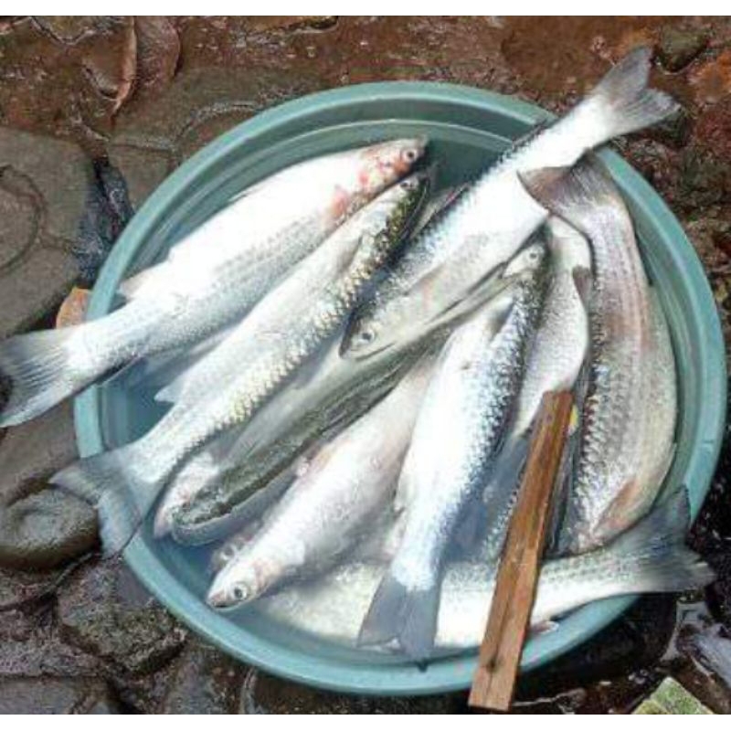 

ikan Blanak Segar Murah hasil Tangkapan Alam