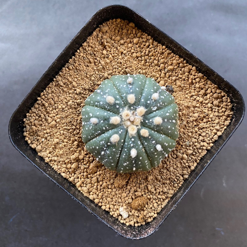 kaktus astrophytum asterias kabuto