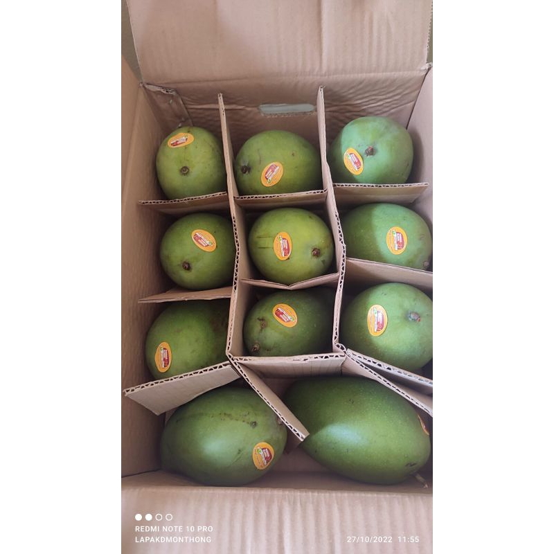 

Mangga alpukat 5 kg 1 dus