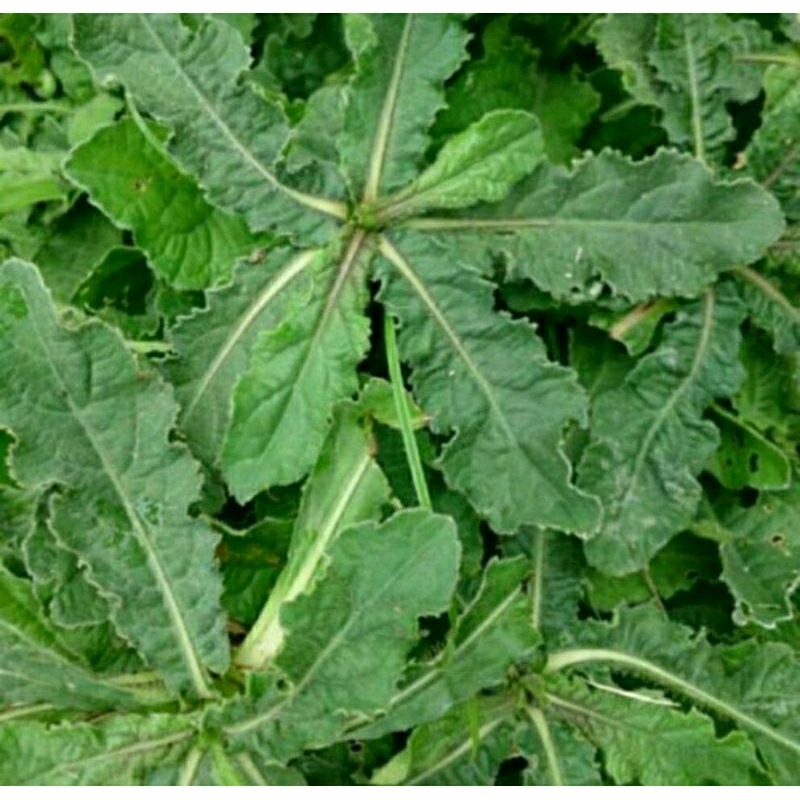 

Daun Tapak liman daun dan akar segar 1 Kg / Daun Tapak Liman Segar 1 Kg Dan Akarnya / Tapak Liman Segar / Rumput Tapak Liman / Tapak Liman Fresh / Daun Tapak Liman Herbal
