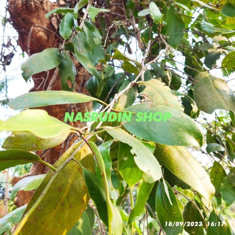 

BENALU DAUN LABAN SEGAR (CHAT ADMIN UNTUK STOK) benalu kayu laban leben leban laben