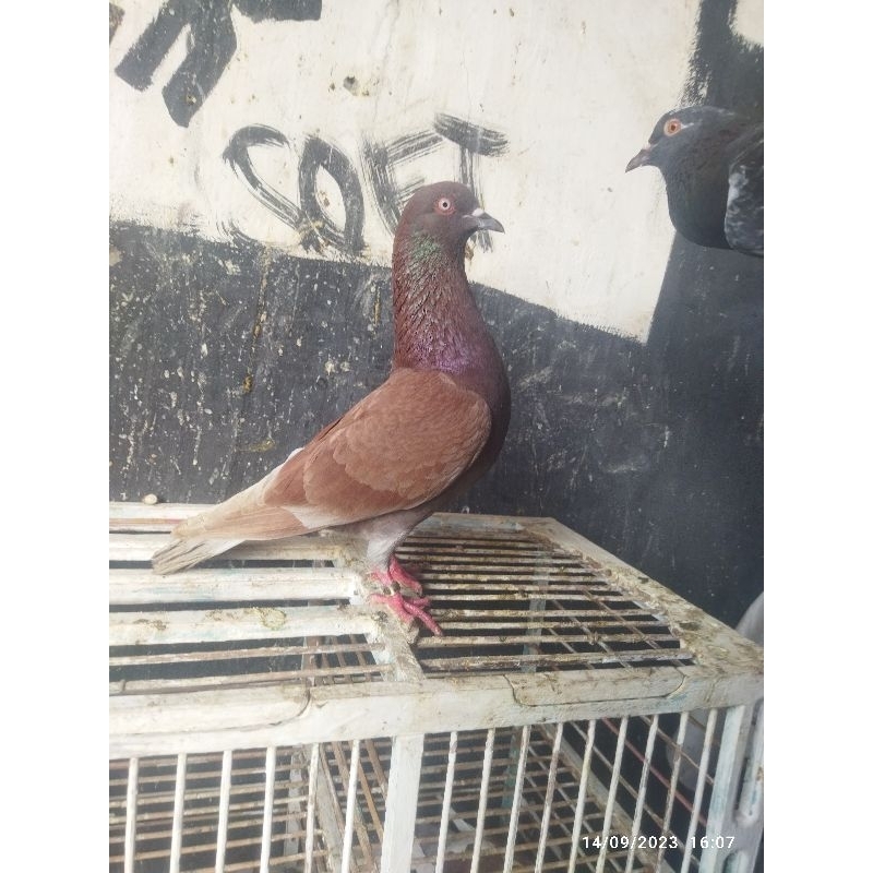 Merpati murah pasangan dan hidup