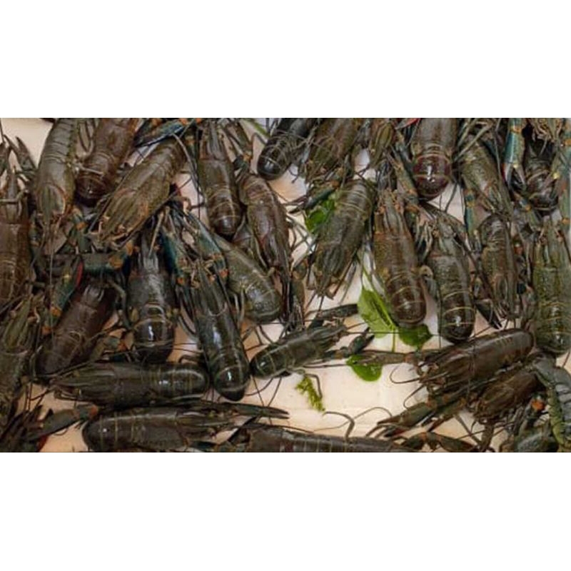 

indukan lobster 4-5 inch KALSEL