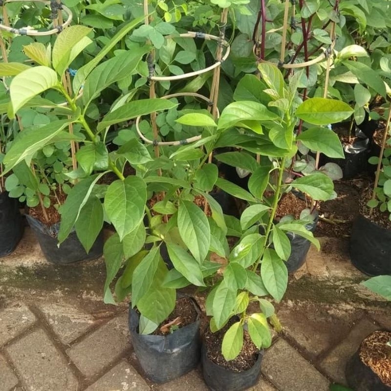 Bibit Alpukat Mentega Seedling Super