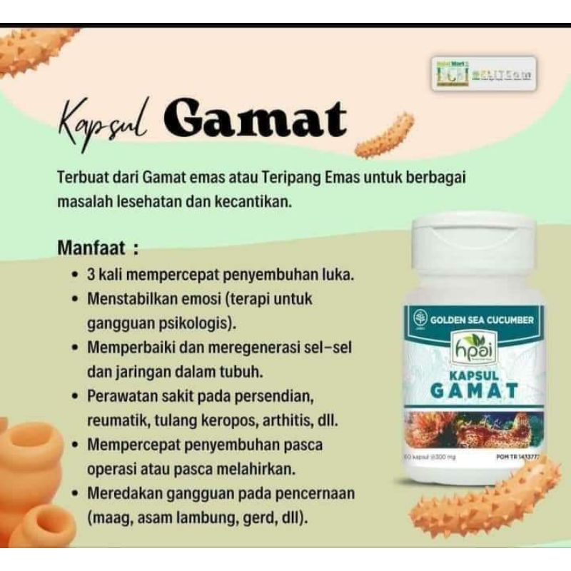 Gamat Teripang Emas