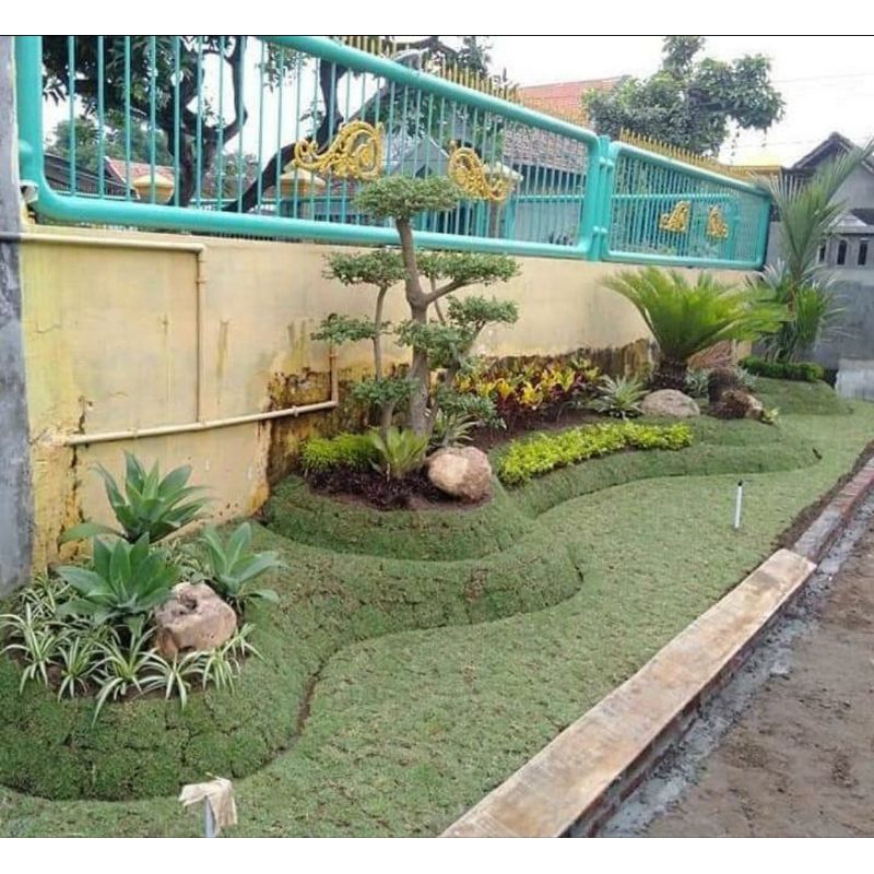 pembuatan taman rumput Jepang dan rumput gaja mini