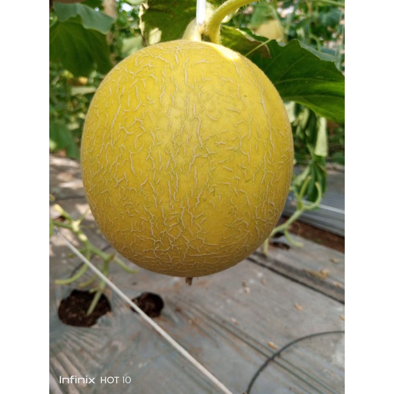 

melon golden emerald