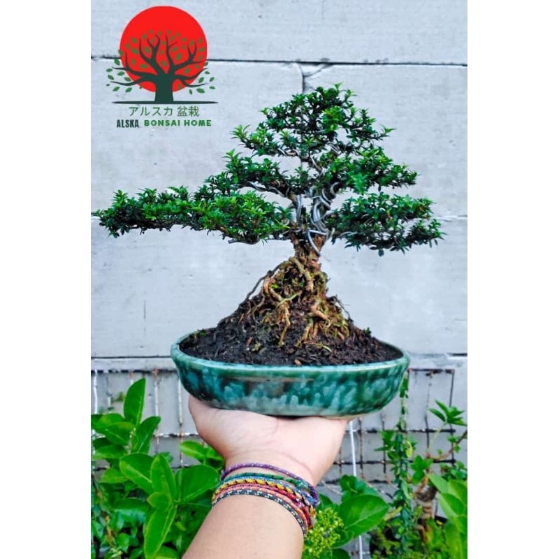 Bonsai Serbin Mikro Mame