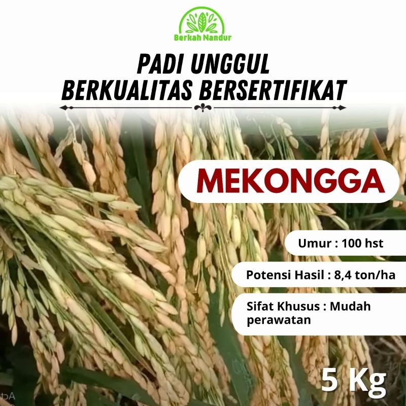 Benih Padi Mekongga 5kg Premium Padi Unggul Bibit Unggul