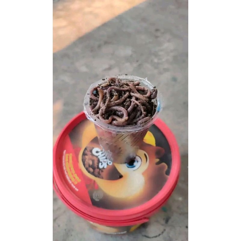 (100gr) cacing merah / cacing merah /ANC super