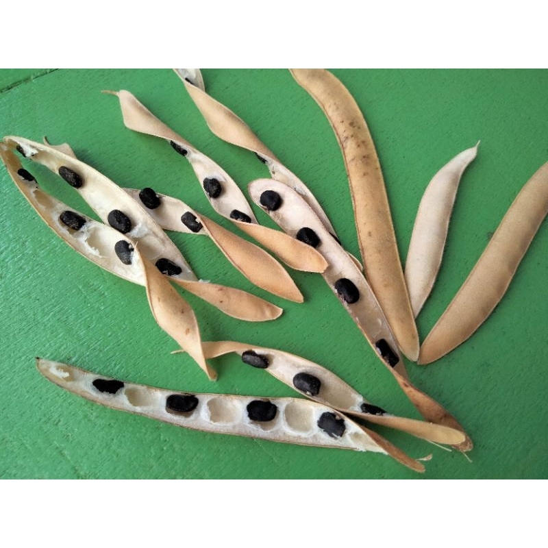 Benih Bibit Bunga Telang