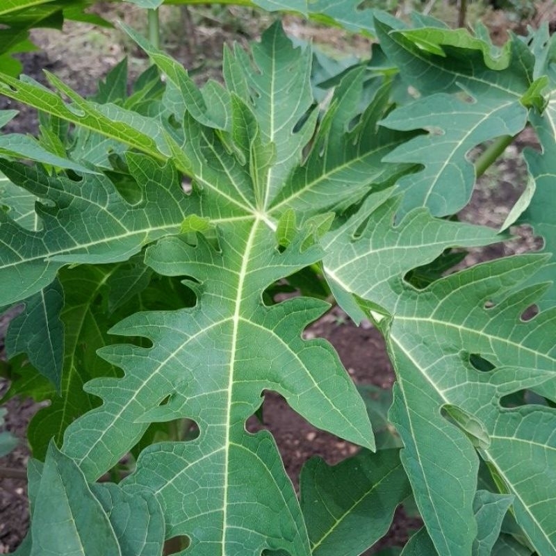 

Daun Pepaya muda / 1 ikat