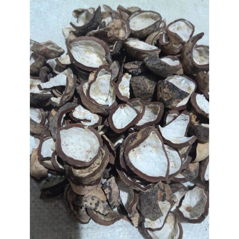 

Cangkang / kulit kemiri 1 kg