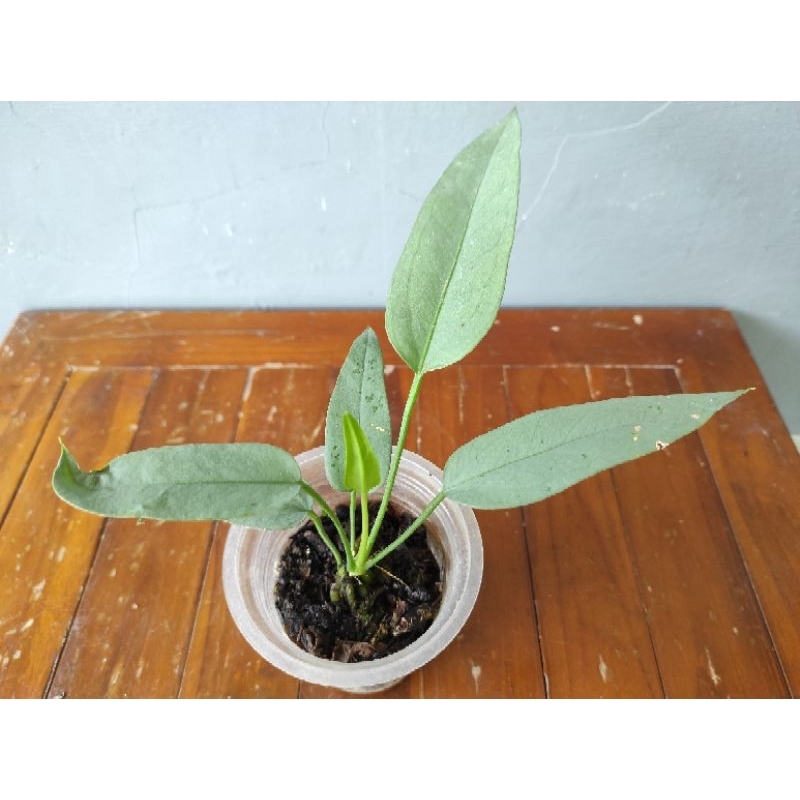 Anthurium golok silver