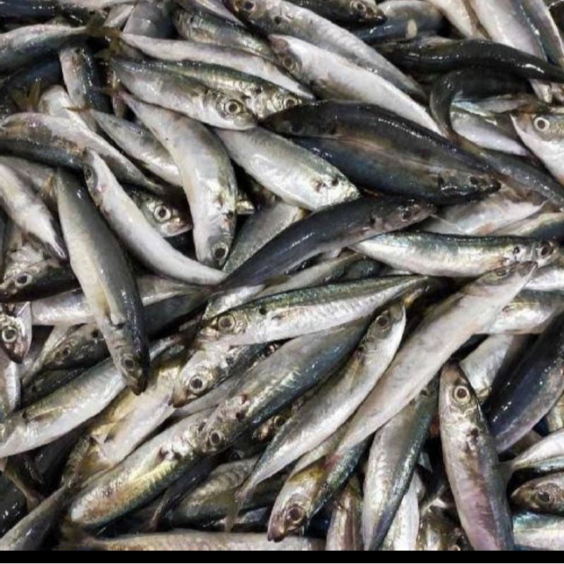 

Ikan Dencis pulpen segar