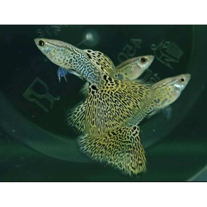 Packing Guppy Yellow Cobra Sepasang