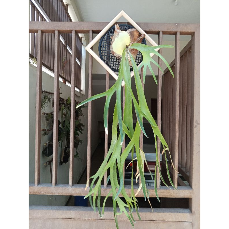 Frame Pigora Kayu untuk Drainase Cell 25x25cm