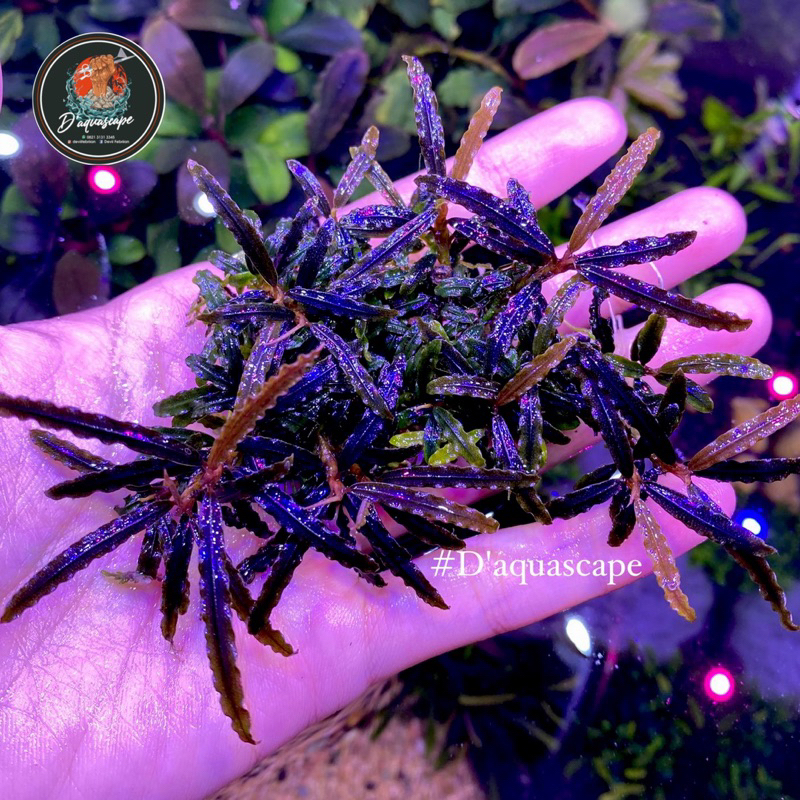 Buce mini mutasi Warna Cantik