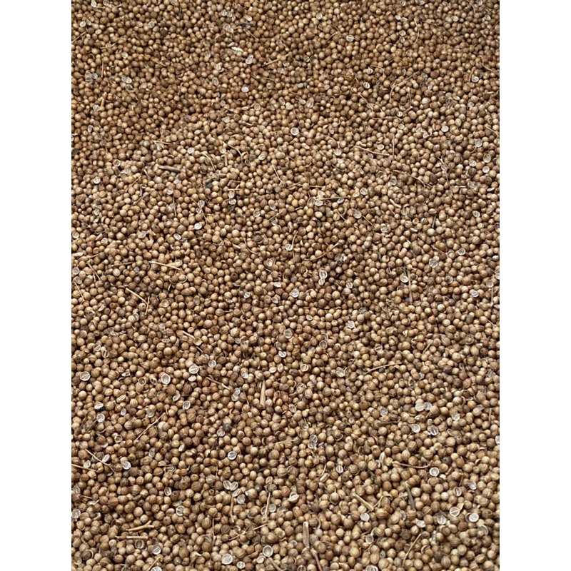

Ketumbar Ori 1kg / Ketumbar Asli Tanpa Pemutih / biji ketumbar Butir Super