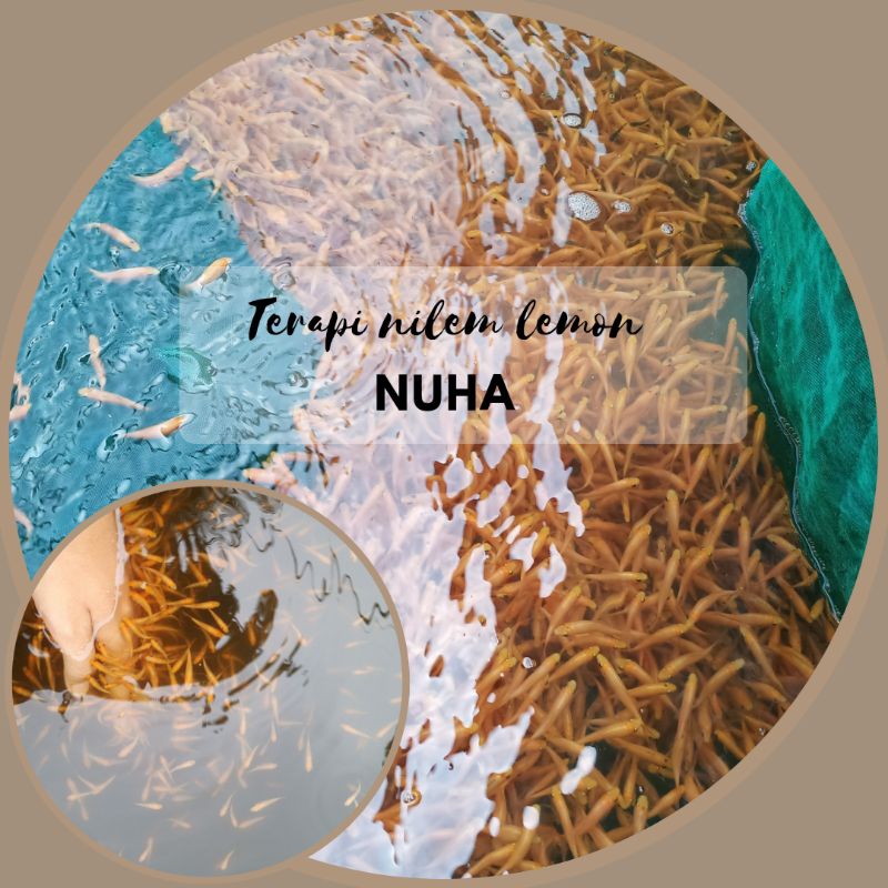 Terapi Ikan Paket Terapi Nilem 200 ekor