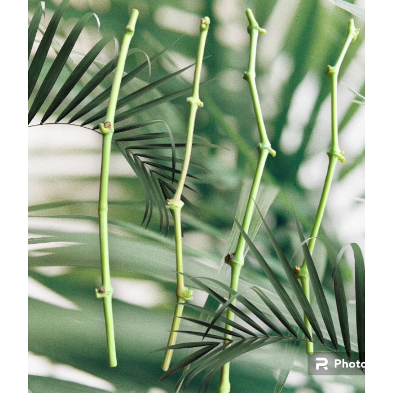 PAKET ENTRES ANGGUR IMPORT NINGRAT / VARIAN SULTAN