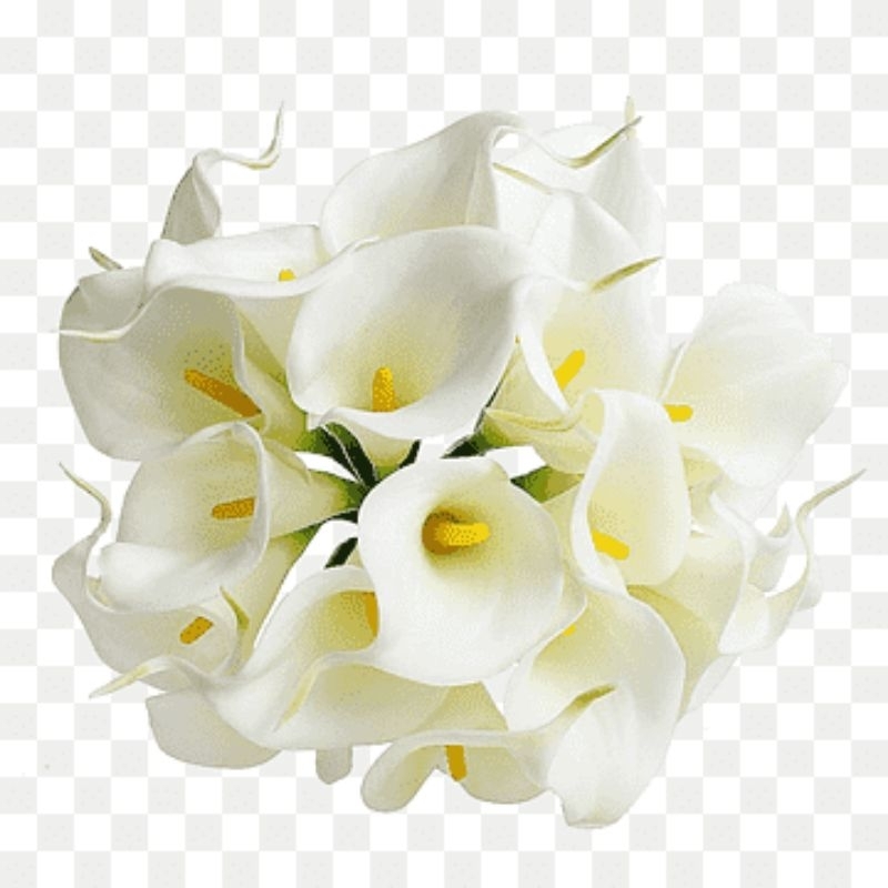 Bunga Cala Lily potong segar~