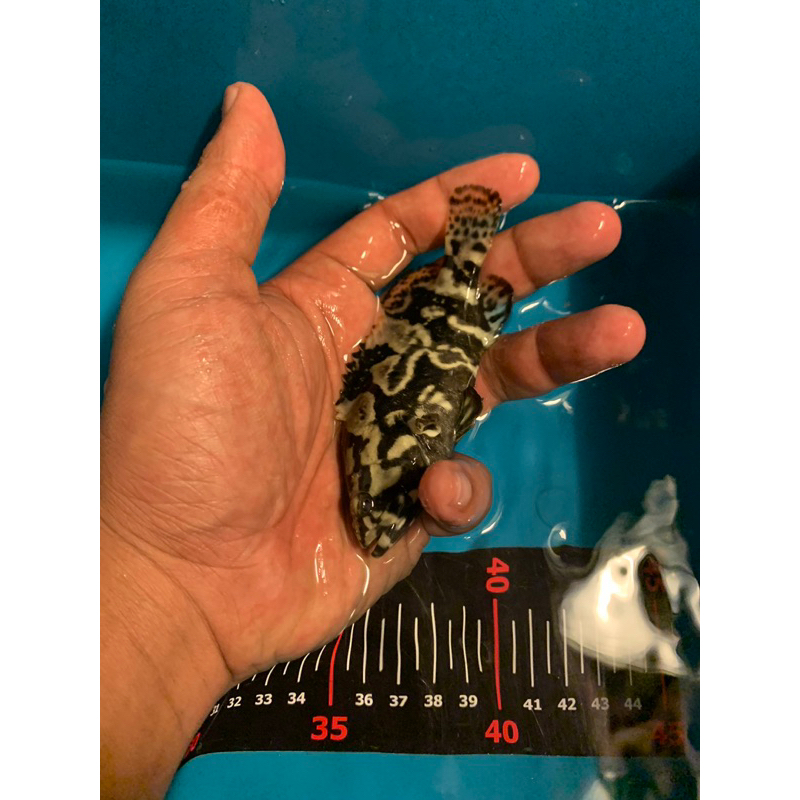 kerapu cantang air tawar 10cm