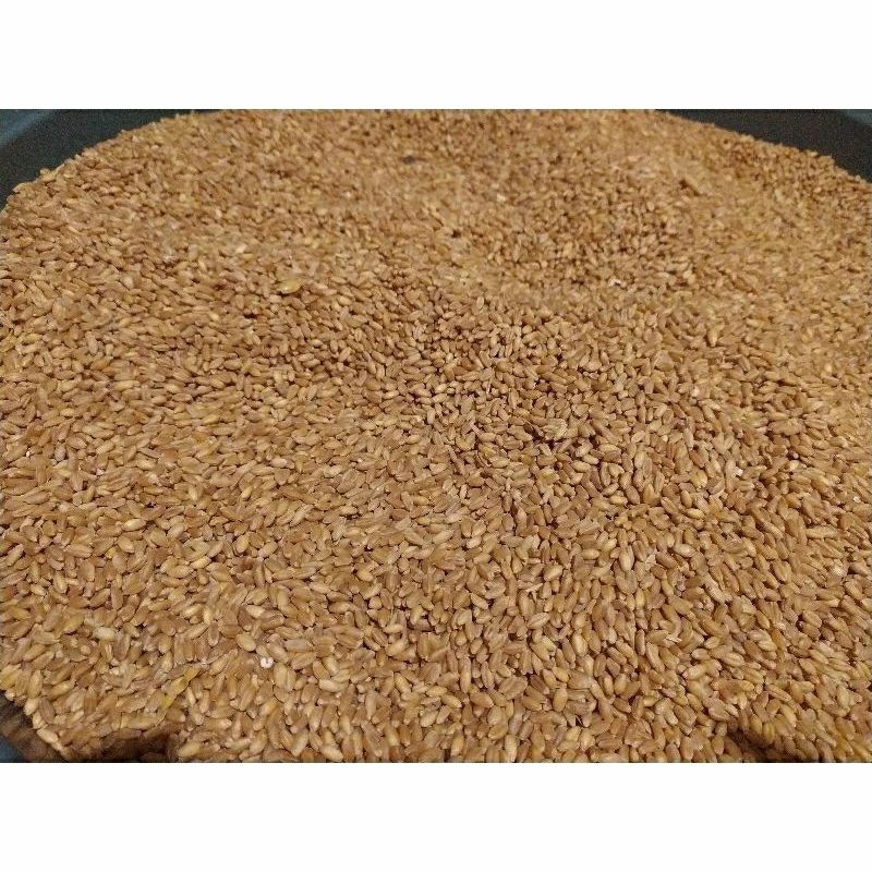 

Biji Gandum utuh rumput gandum 1kg fresh dari penggilingan nya