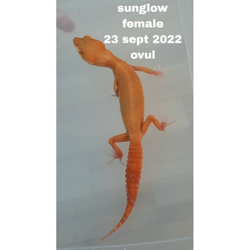 GECKO LEOPARD eublepharis macularius  (FREE PACKING & CALCIUM) ( SELECTIVE QUALITY) sunglow / shtctb