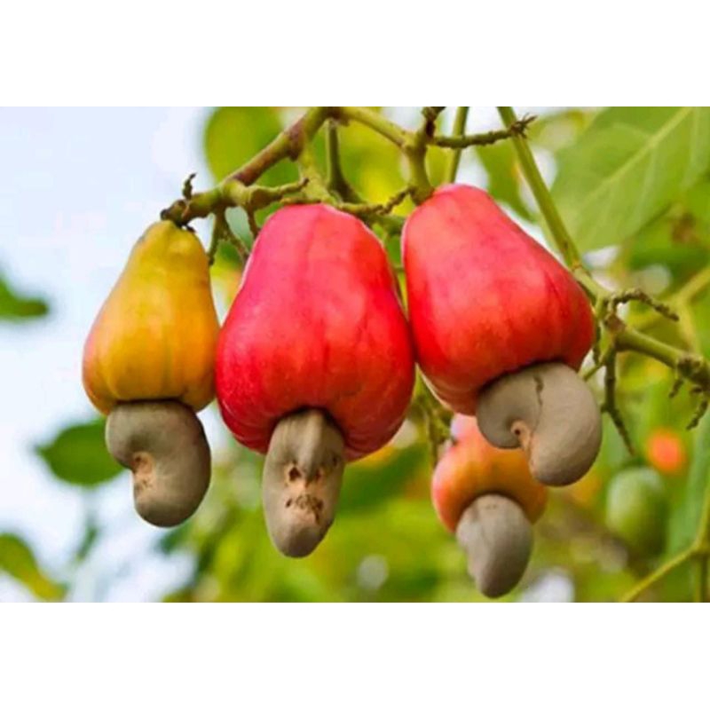 Bibit jambu mete/jambu mente,, bibit okulasi