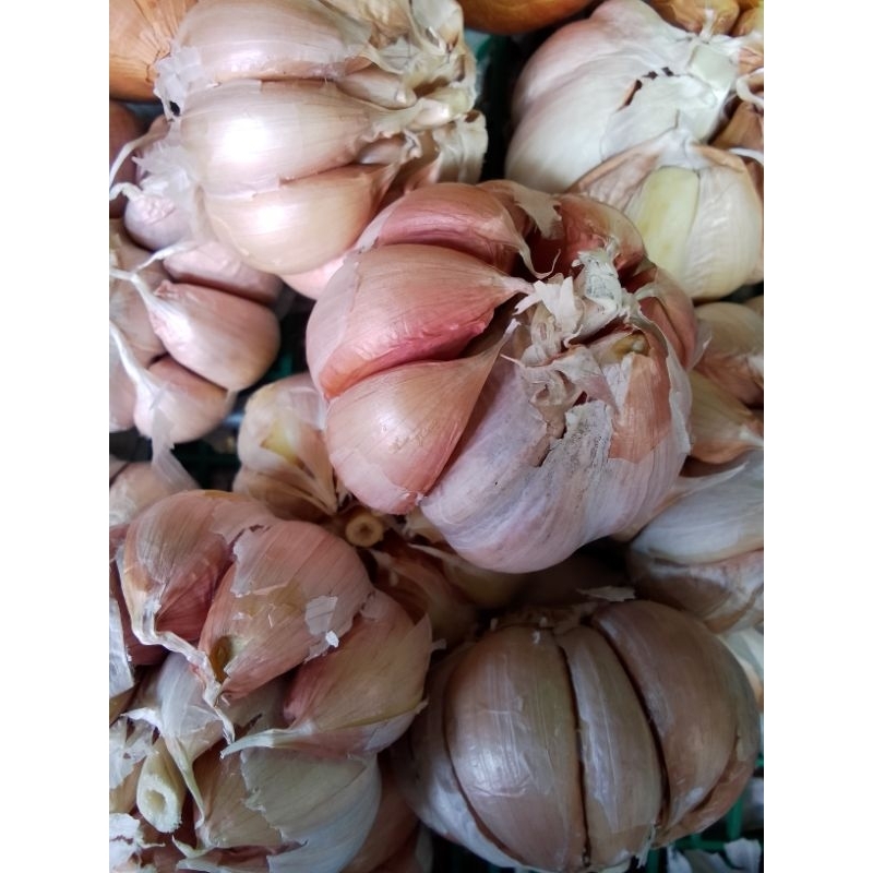 

bawang putih bulat 250gram