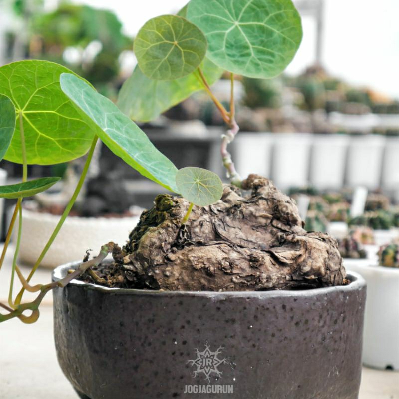 Stephania Nova Caudex Istimewa