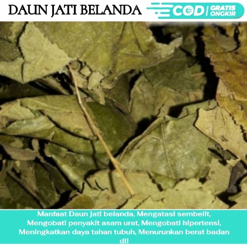 

Daun jati belanda 1kg