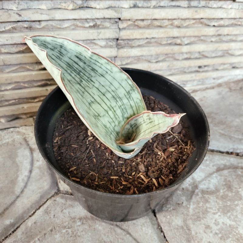 Sansevieria Silver Blue