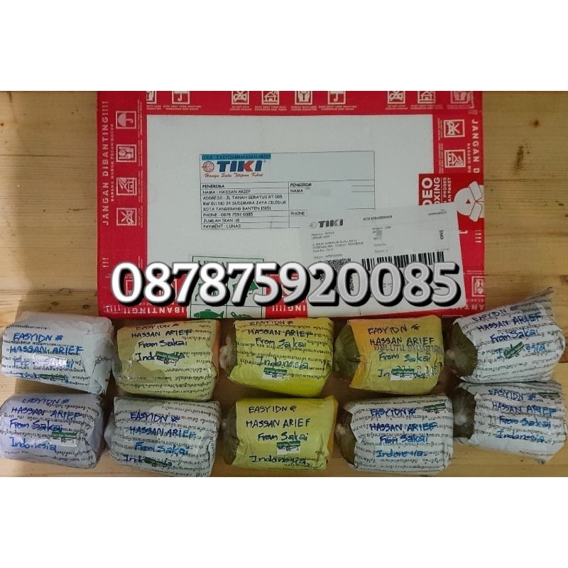Ikan Cupang Aduan Sakai Fighter Female Ori Import Thailand Seri D128