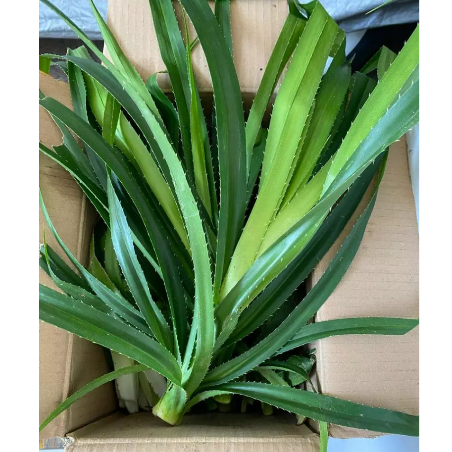 

Daun Pandan Duri atau Pandan Laut Segar 500 Gram