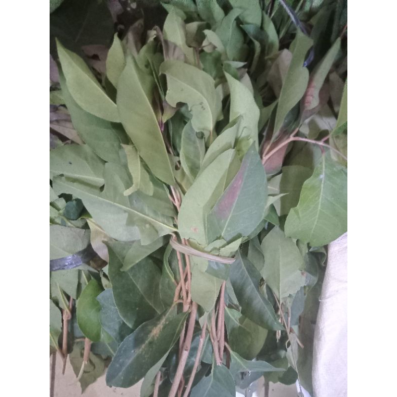 

Daun salam fresh 250 gram