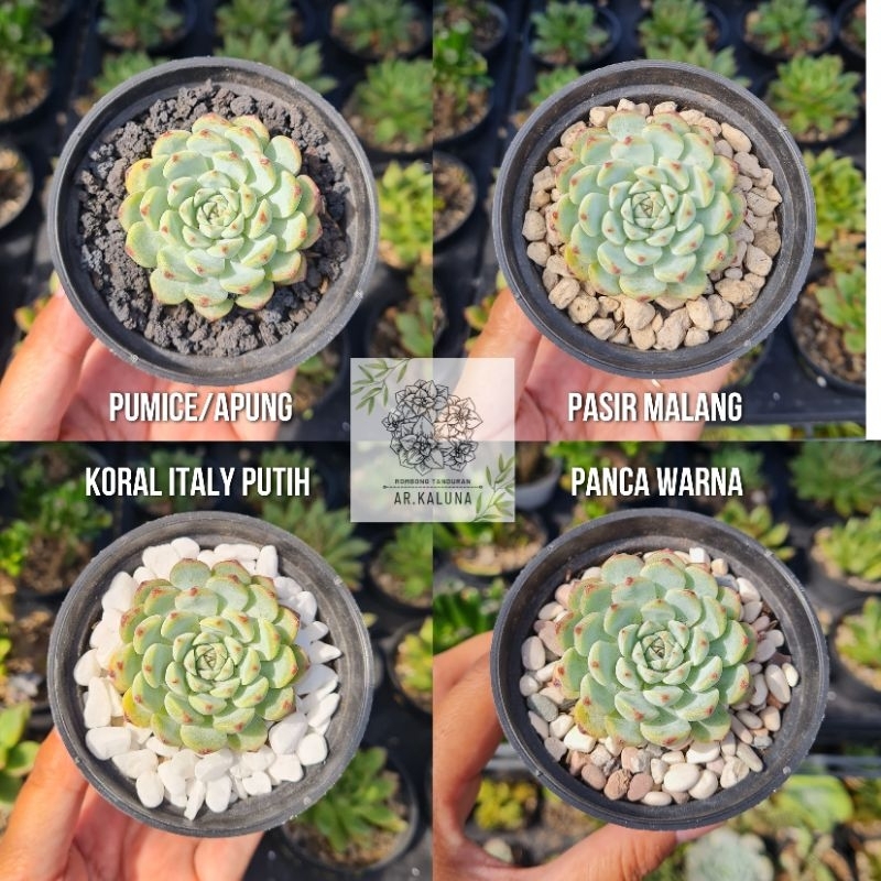 250 gr Topping tanaman pot Batu Hias pasir malang / pumice / batu apung / pancawarna / koral italy p